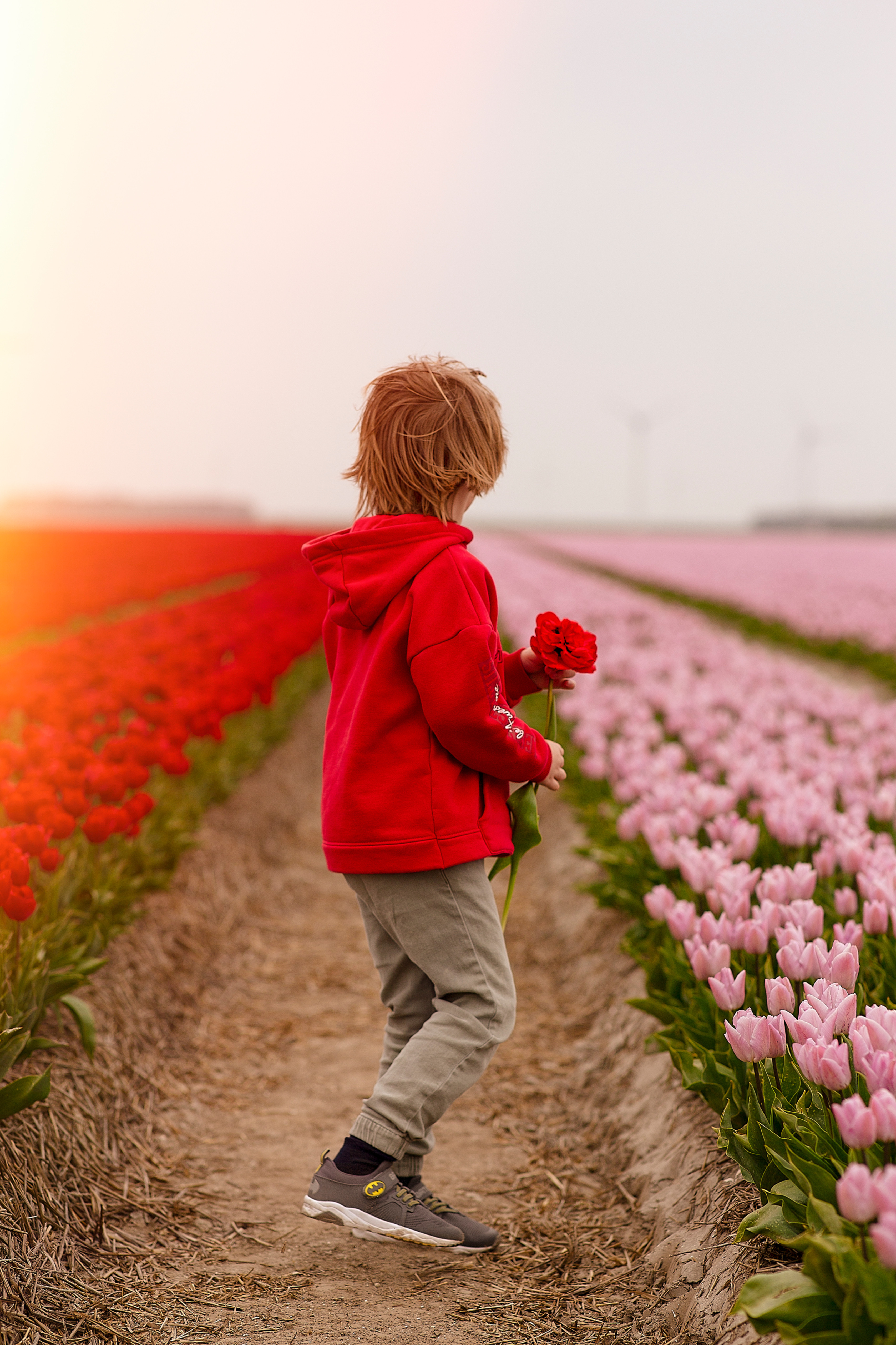 In the field of tulips